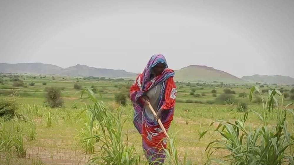 A woman wrapped in red and purple cloth hoes a green field, low hills on the horizon. A frame from the promo for El Fasher and North Darfur.