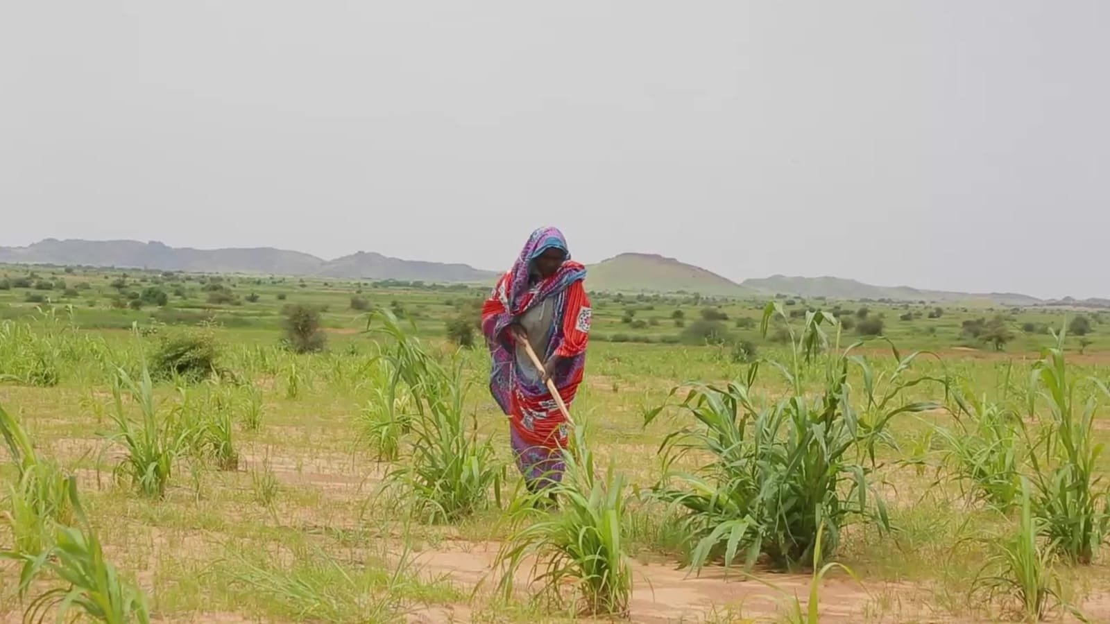 A woman wrapped in red and purple cloth hoes a green field, low hills on the horizon. A frame from the promo for El Fasher and North Darfur.